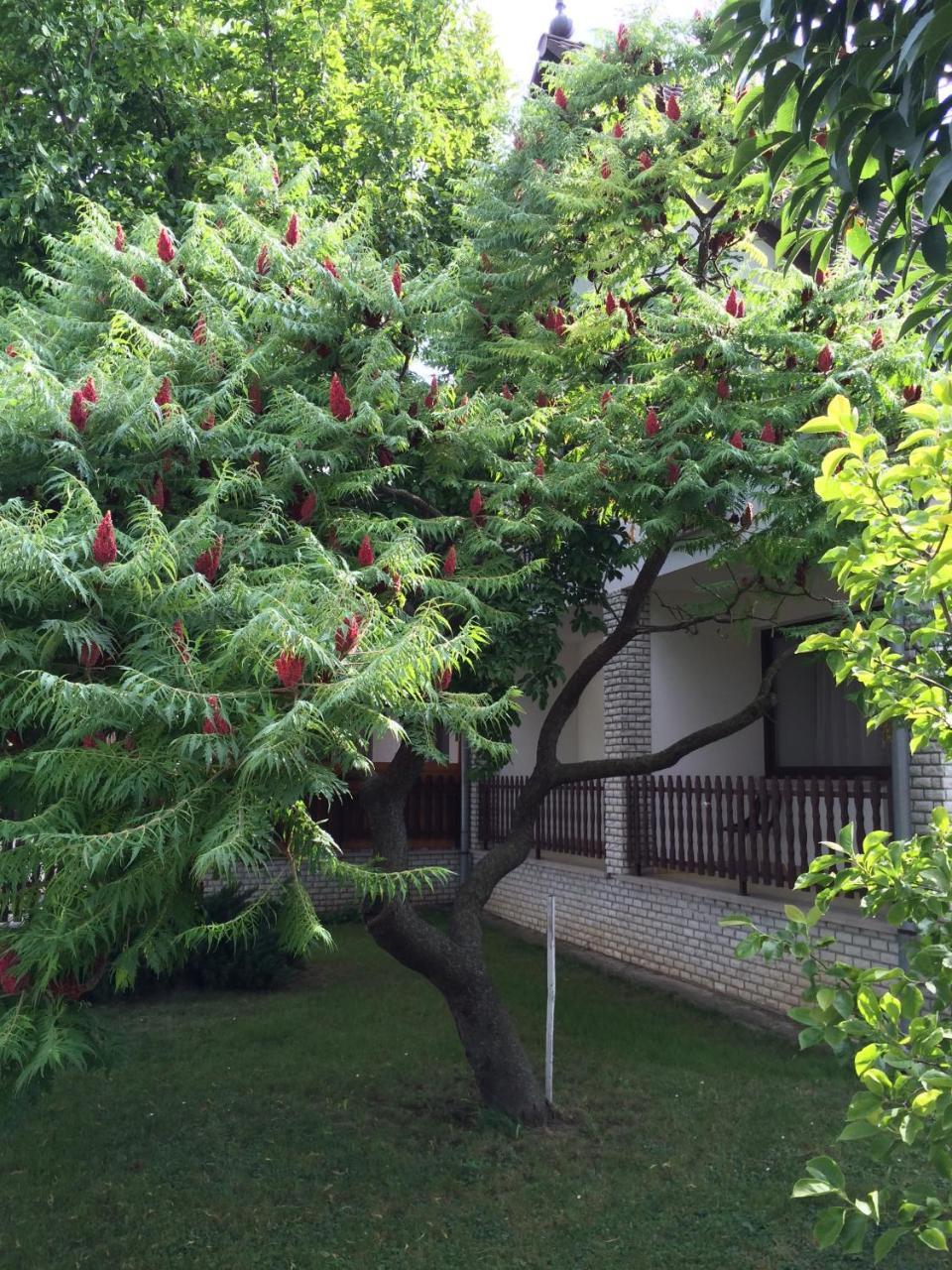 Koller Panzió Bonyhád Exterior foto